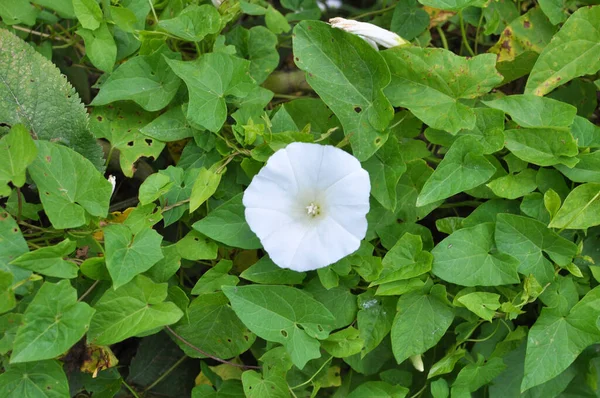 Planta Calystegia Sepium Crece Naturaleza —  Fotos de Stock