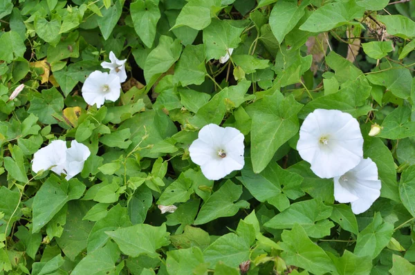 Bitki Tohumu Calystegia Sepiumu Vahşi Doğada Yetişir — Stok fotoğraf