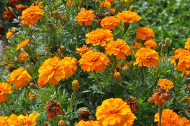 Flowerbed çalılar bloom tagetes - aster ailesinin yıllık bitki üzerinde