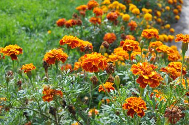 Flowerbed çalılar bloom tagetes - aster ailesinin yıllık bitki üzerinde