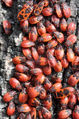Pyrrhocoris apterus kolonisi vahşi doğada bir ağaç gövdesinde.