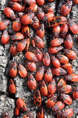 Pyrrhocoris apterus kolonisi vahşi doğada bir ağaç gövdesinde.
