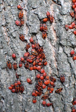 Pyrrhocoris apterus kolonisi vahşi doğada bir ağaç gövdesinde.