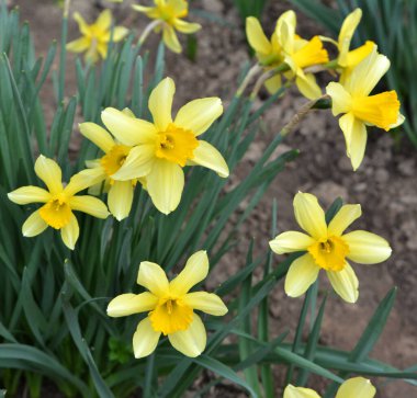 İlkbaharda, narsis (nergisler) çiçek tarhında açar..
