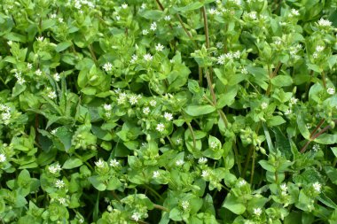İlkbaharda Stellaria medyası doğada büyüyor.