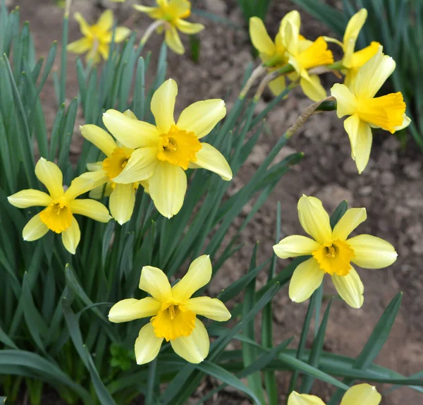 İlkbaharda, narsis (nergisler) çiçek tarhında açar..