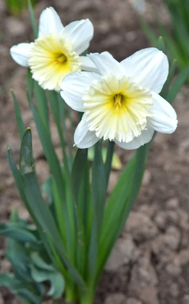 Het Voorjaar Bloeien Narcissen Een Bloembed — Stockfoto