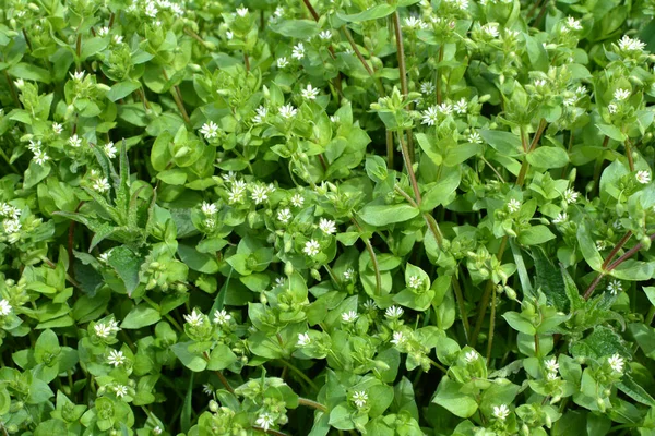 Την Άνοιξη Μέσα Μαζικής Ενημέρωσης Stellaria Μεγαλώνει Στην Άγρια Φύση — Φωτογραφία Αρχείου