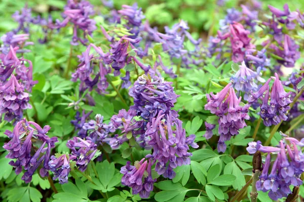 Corydalis Florece Primavera Naturaleza Bosque — Foto de Stock