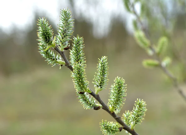 Primavera Rama Sauce Salix Florece Naturaleza — Foto de Stock