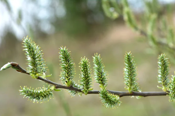 Την Άνοιξη Κλαδί Ιτιάς Salix Ανθίζει Στη Φύση — Φωτογραφία Αρχείου