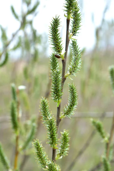 Primavera Salgueiro Salix Floresce Natureza — Fotografia de Stock