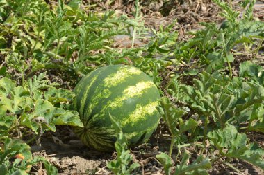Tarlada, açık arazide olgun karpuzlar.