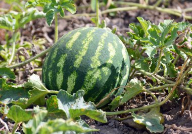 Tarlada, açık arazide olgun karpuzlar.