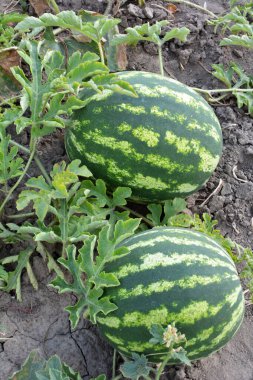 Tarlada, açık arazide olgun karpuzlar.