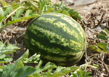 Tarlada, açık arazide olgun karpuzlar.