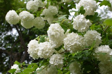 Süslü çalı viburnum opulus çiçekleri doğada beyaz çiçek açar.