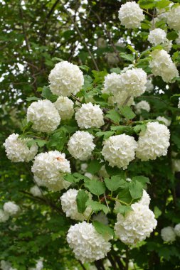 Süslü çalı viburnum opulus çiçekleri doğada beyaz çiçek açar.