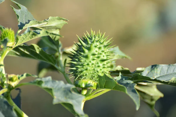 Naturaleza Crece Una Planta Venenosa Medicinal Datura Stramonium — Foto de Stock