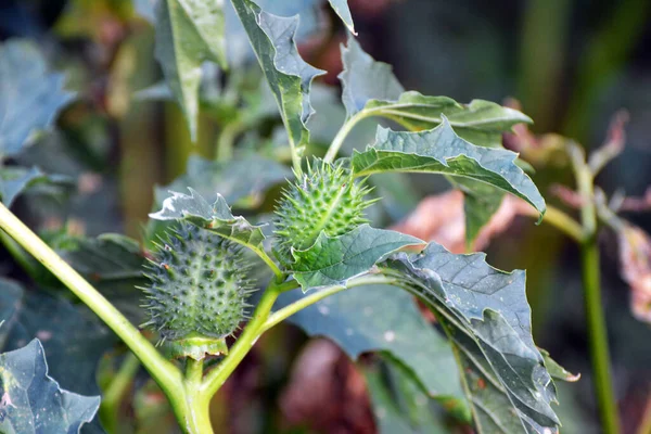 Naturaleza Crece Una Planta Venenosa Medicinal Datura Stramonium — Foto de Stock