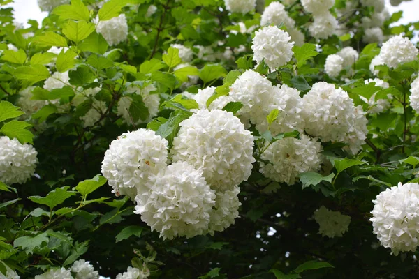 Flores Arbusto Ornamental Viburnum Opulus Florescem Brancas Natureza — Fotografia de Stock