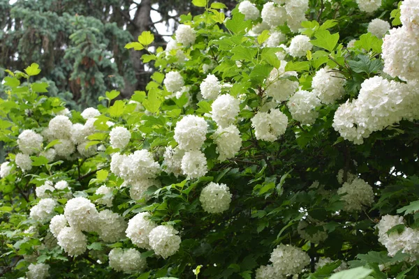 Las Flores Del Arbusto Ornamental Viburnum Opulus Florecen Blancas Naturaleza — Foto de Stock