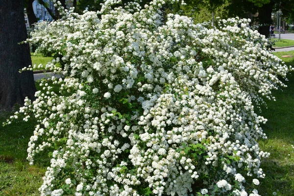 Διακοσμητικοί Θάμνοι Spirea Ανθίζουν Στον Κήπο — Φωτογραφία Αρχείου