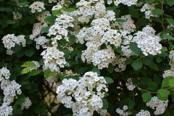 Díszítő Spirea Bokor Virágzik Kertben — Stock Fotó