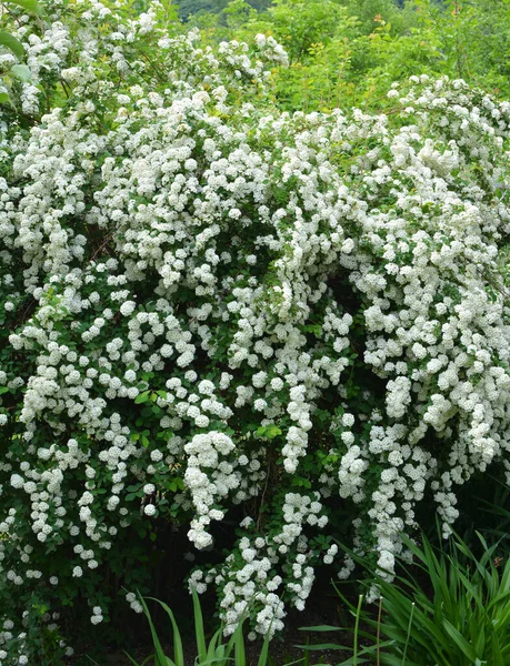 Floresce Arbusto Spirea Ornamental Jardim — Fotografia de Stock
