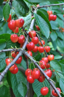 Bir ağaç dalında, olgun kırmızı çilekler tatlı kiraz (Prunus avium)