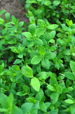 Poligonum aviculare otları vahşi doğada yetişir.
