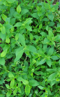 Poligonum aviculare otları vahşi doğada yetişir.