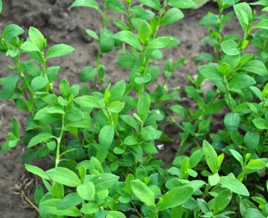 Poligonum aviculare otları vahşi doğada yetişir.