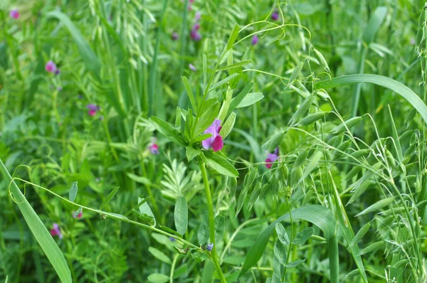 Wicken Vicia Sativa Wächst Auf Einem Acker — Stockfoto