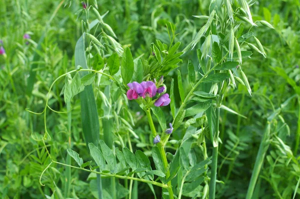 Wysiew Winorośli Vicia Sativa Rośnie Roli — Zdjęcie stockowe