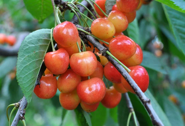 Větvi Stromu Zralé Červené Bobule Třešně Višně Prunus Avium — Stock fotografie