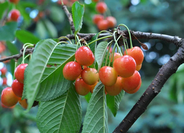 위에서 Prunus Avium — 스톡 사진