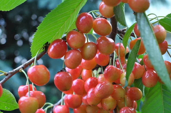 Větvi Stromu Zralé Červené Bobule Třešně Višně Prunus Avium — Stock fotografie