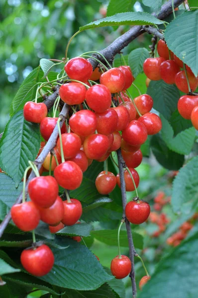 Větvi Stromu Zralé Červené Bobule Třešně Višně Prunus Avium — Stock fotografie