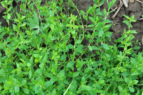 Polygonum Aviculare Γρασίδι Μεγαλώνει Στην Άγρια Φύση — Φωτογραφία Αρχείου