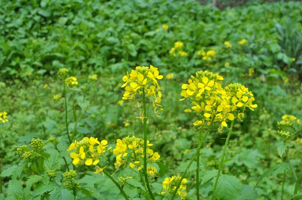 Mustard Grows Farm Field Which Used Green Organic Fertilizer — Stock Photo, Image