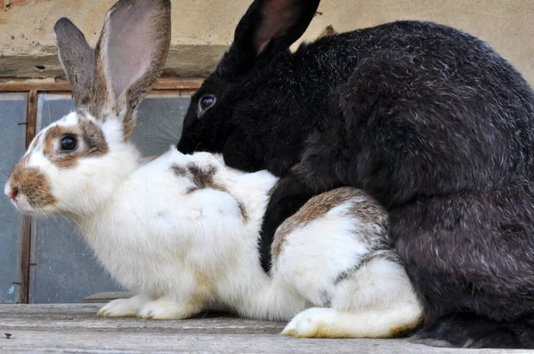 Paarung Von Hauskaninchen Männchen Und Weibchen Zur Nachzucht — Stockfoto