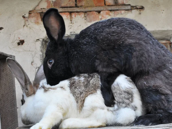 Acasalamento Coelhos Domésticos Machos Fêmeas Para Produzir Descendentes — Fotografia de Stock