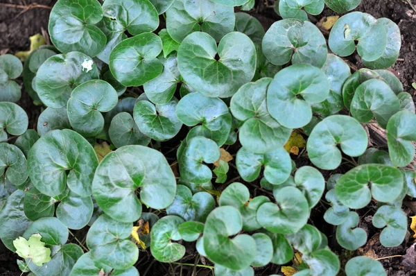 Asarum Europaeum Roste Lese Divočině — Stock fotografie