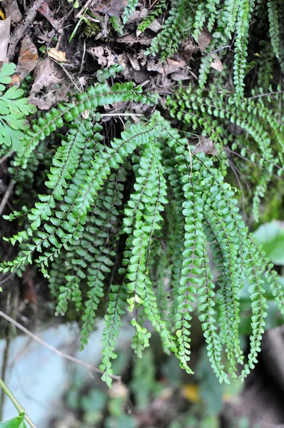 Asplenium Trikomanes Eğreltiotu Ormandaki Bir Taşın Üzerinde Yetişir — Stok fotoğraf