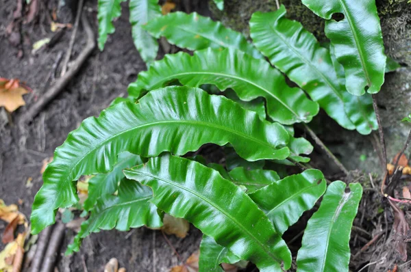 Vadonban Asplenium Scolopendrium Páfrányai Nőnek Erdőben — Stock Fotó