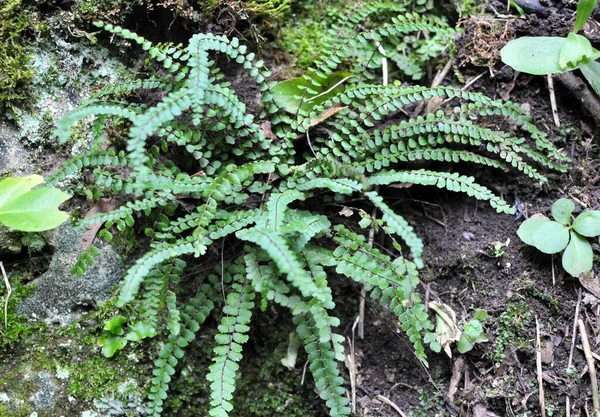 Asplenium Trichomanes Fougère Pousse Sur Une Pierre Dans Nature Dans — Photo