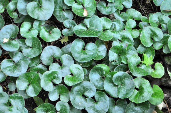 Asarum Europaeum Pousse Dans Forêt État Sauvage — Photo