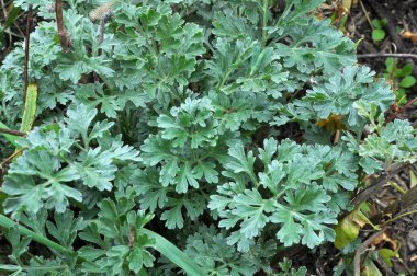Acı pelin otu (Artemisia absinthium) vahşi doğada yetişir.