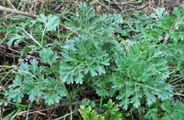 Acı pelin otu (Artemisia absinthium) vahşi doğada yetişir.